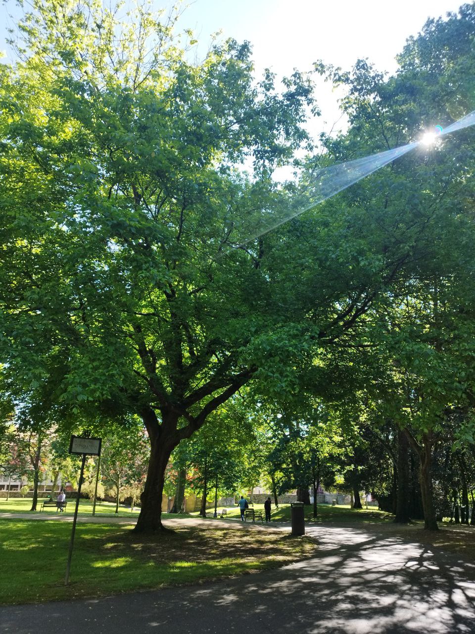Gestión integral de arbolado urbano